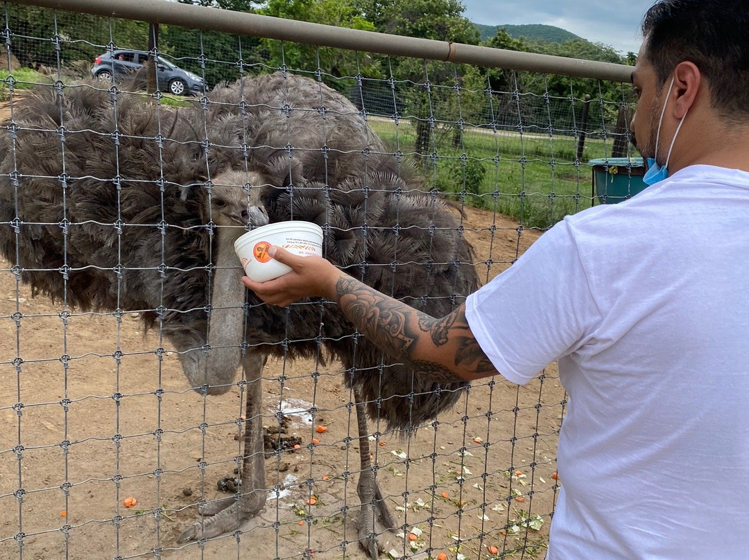 Zoofari-Amacuzac必去景点