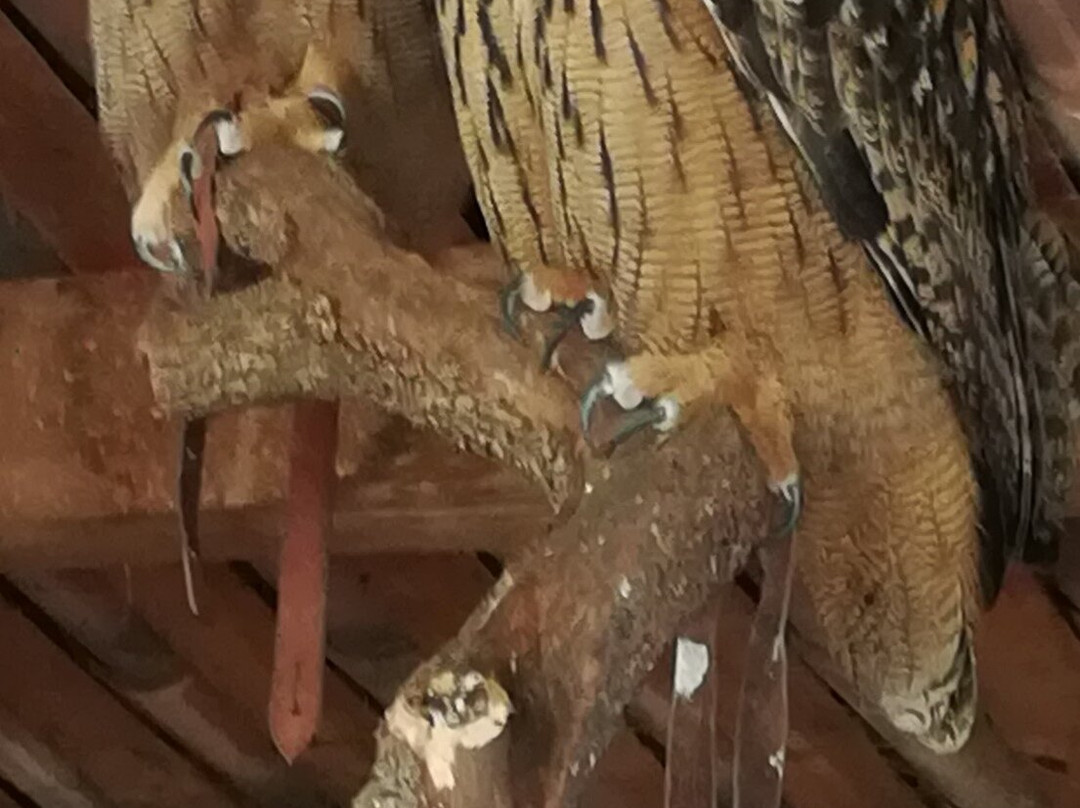Parc Animalier Domestique-格雷乌莱班必去景点