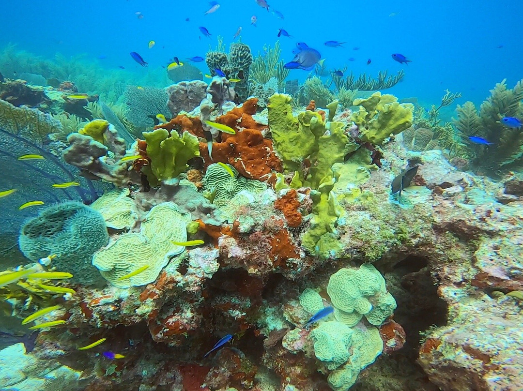 Wet Set Diving Adventures-从莫雷洛斯港必去景点