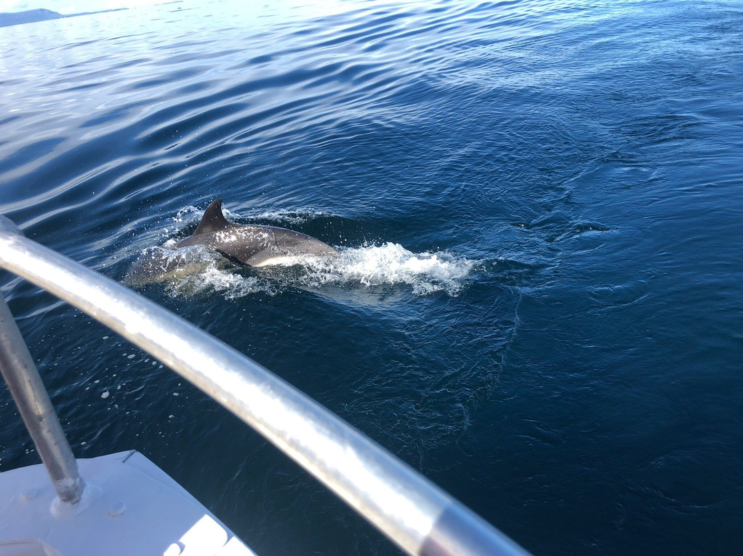 Gairloch Marine Life Centre & Cruises景点图片