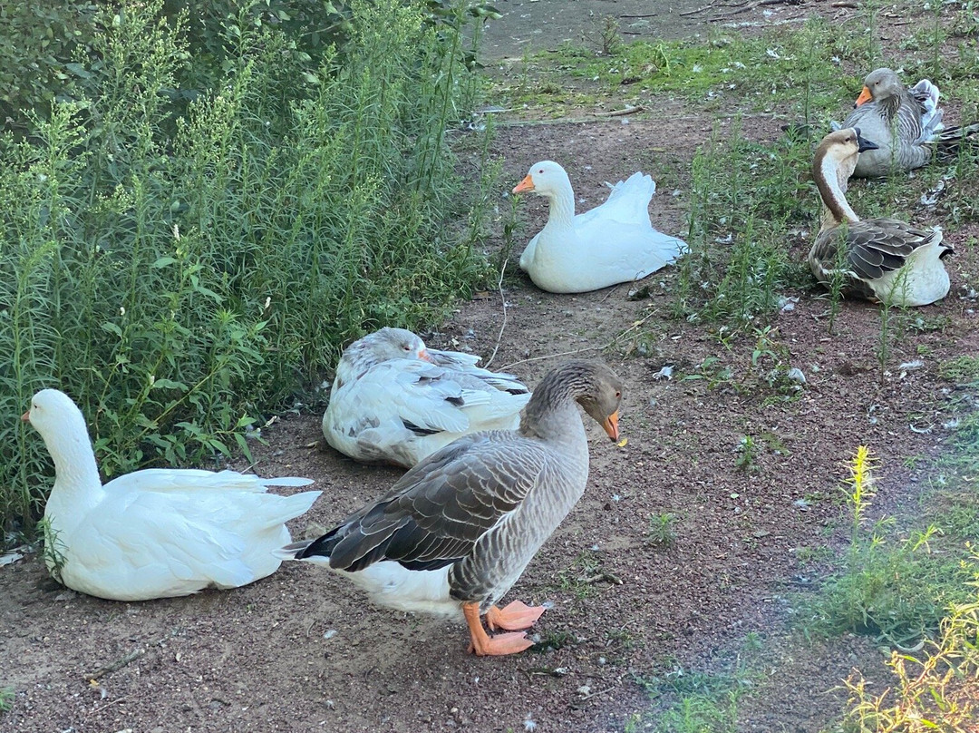 Irvine Park-奇珀瓦福尔斯必去景点