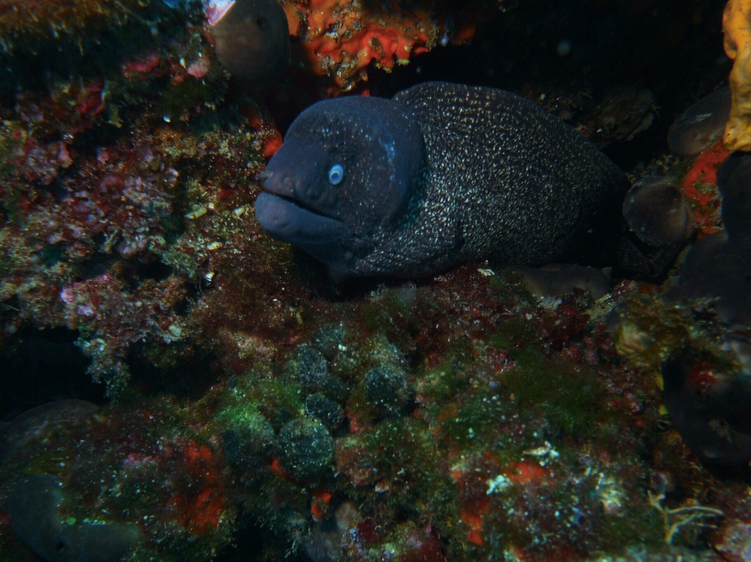 Tremiti Diving Center景点图片