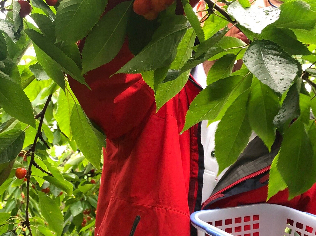 Fujimori Orchards-壮瞥町必去景点