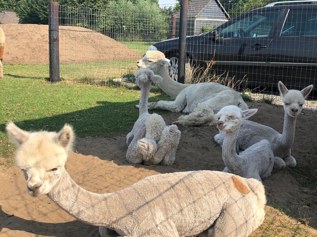 Alpacafarm Vorstenbosch景点图片