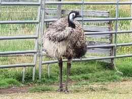 Hamilton Hobby Farm景点图片