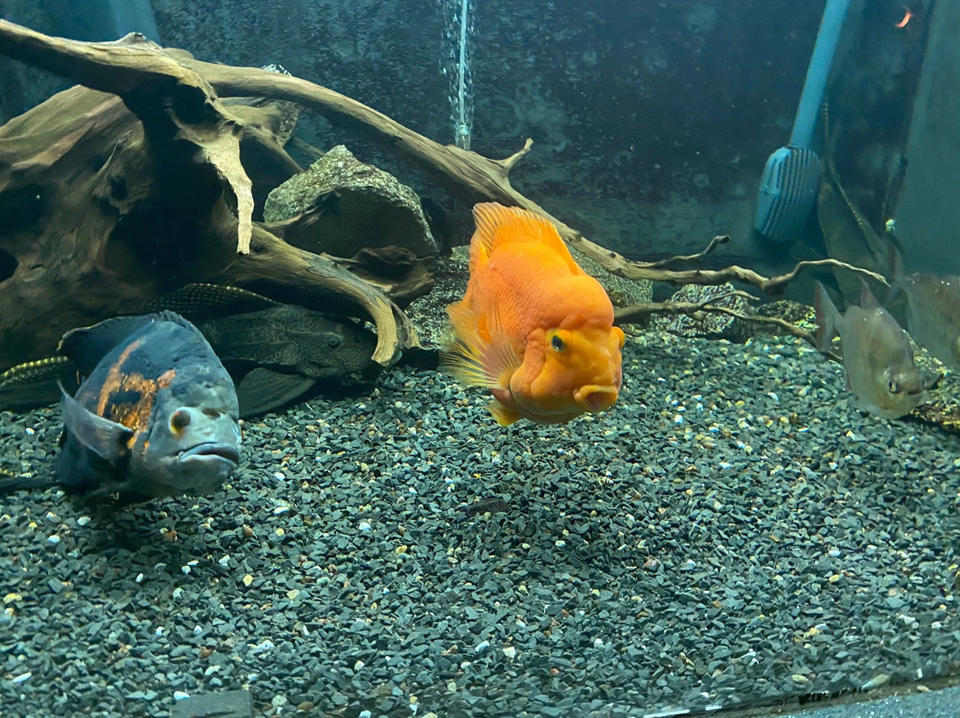 Aquarium of Freshwater Fish-第聂伯罗必去景点