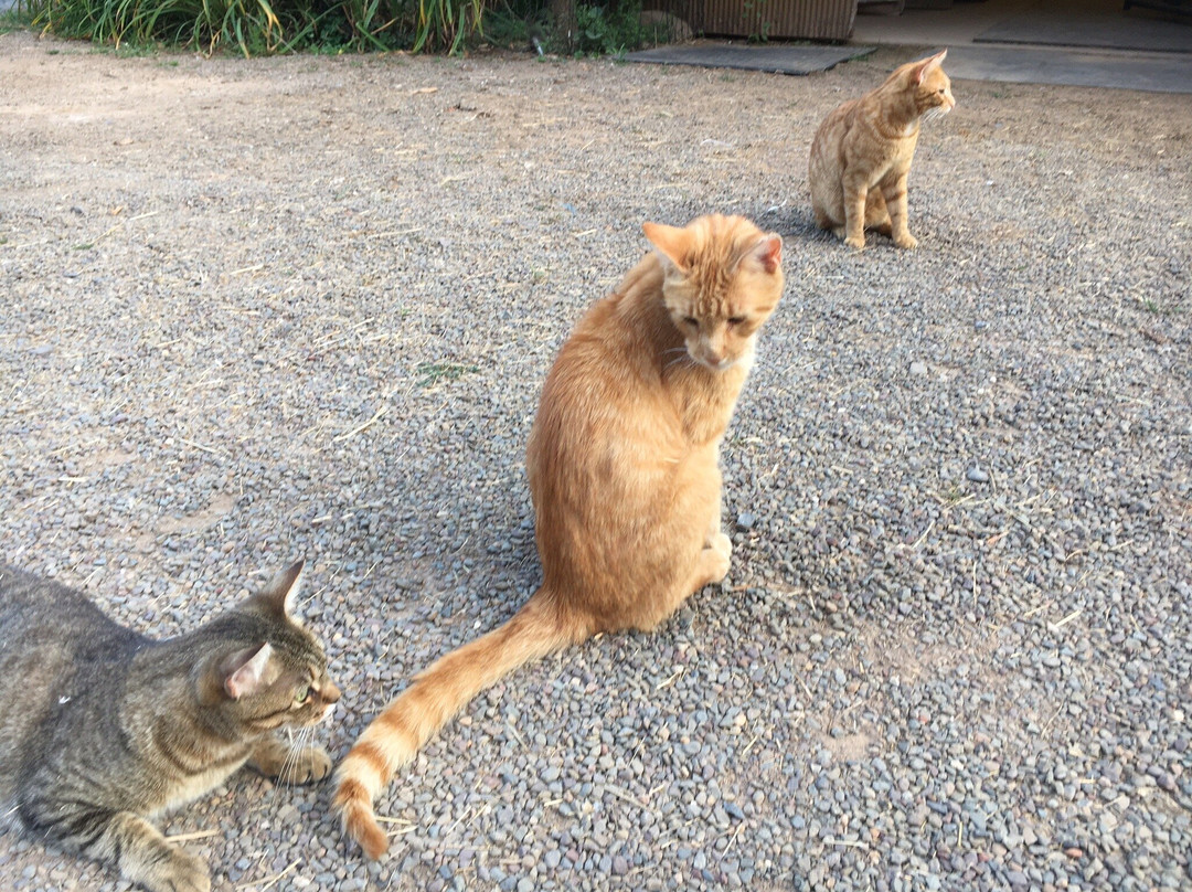 The Peaceable Kingdom B & B主图