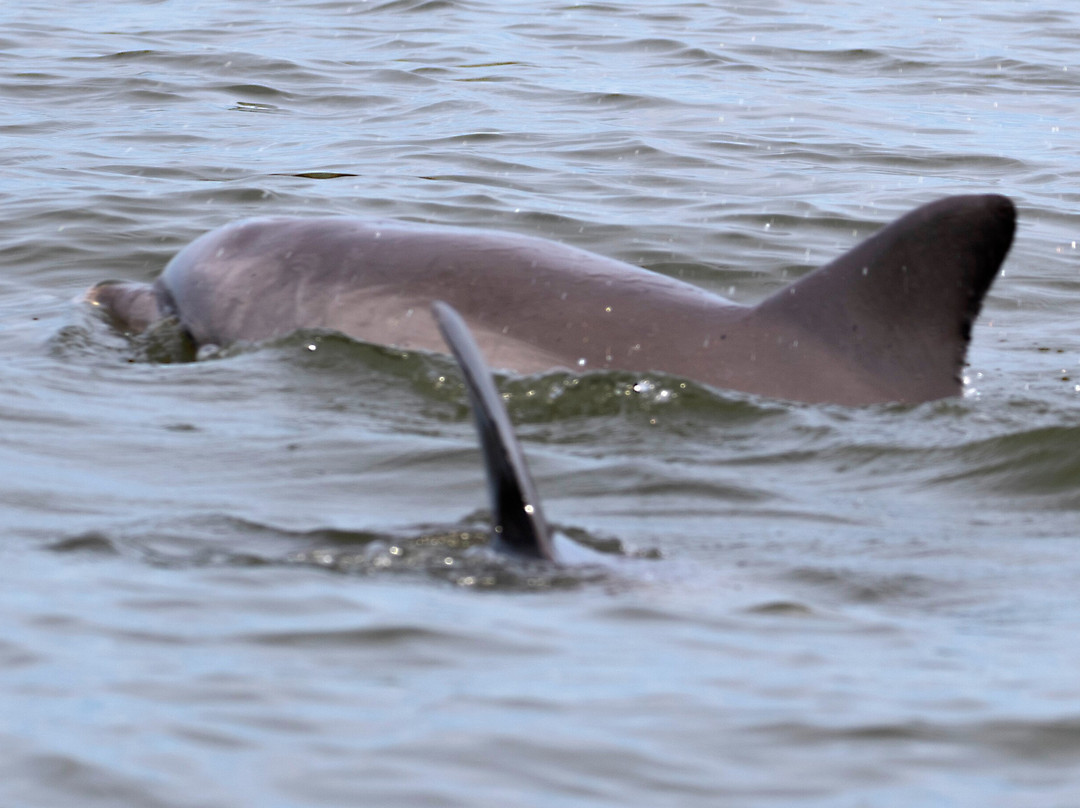 Island Watersports-Fenwick Island必去景点