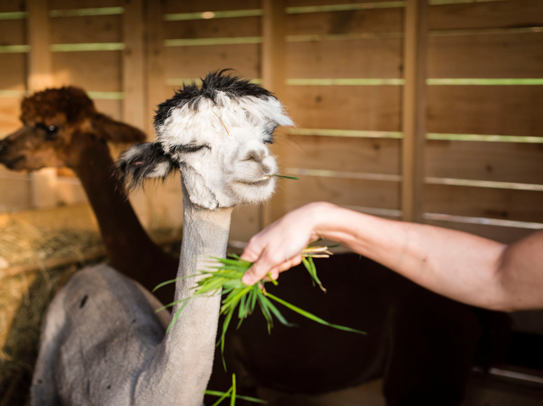 Happy Alpaca-Lachowice必去景点