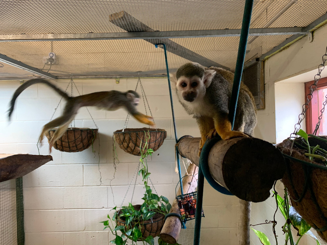 Kirkley Hall Zoological Gardens景点图片