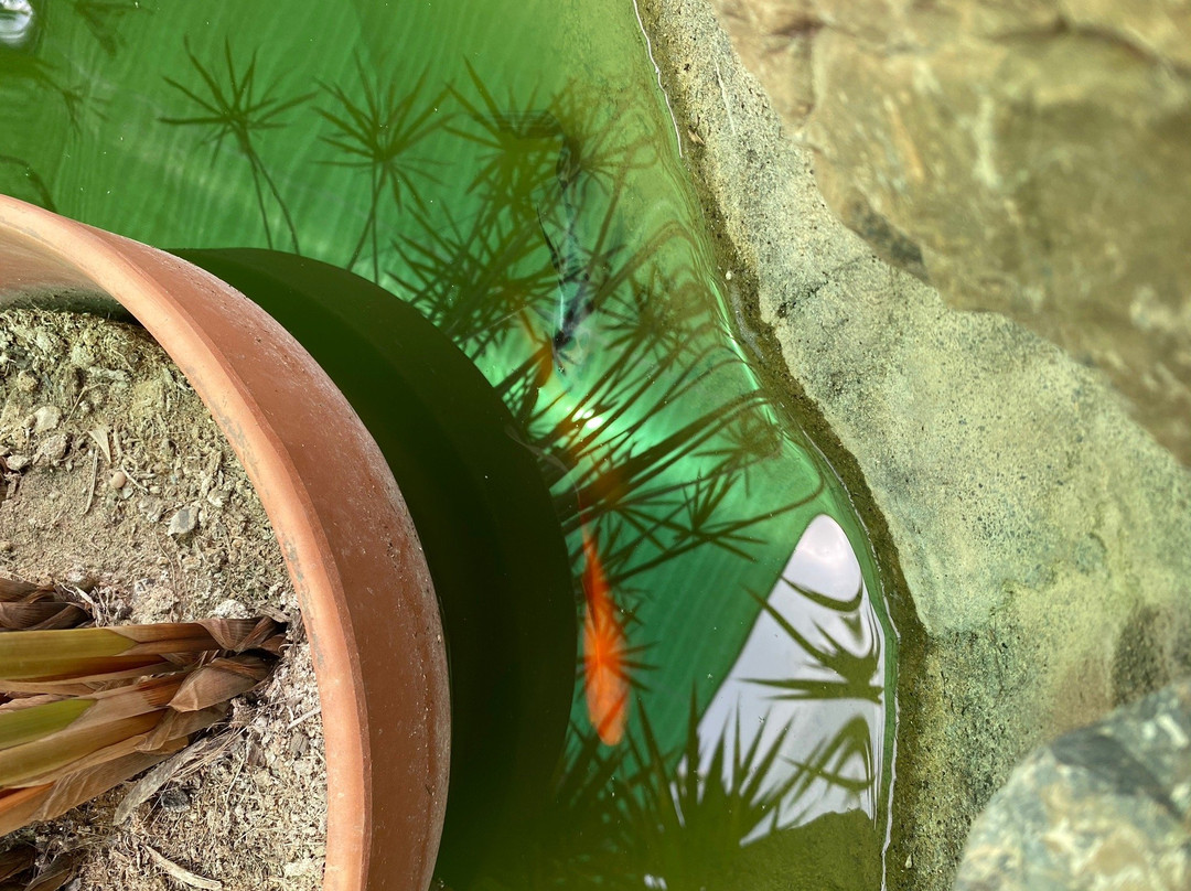 Mariposario de Nijar景点图片