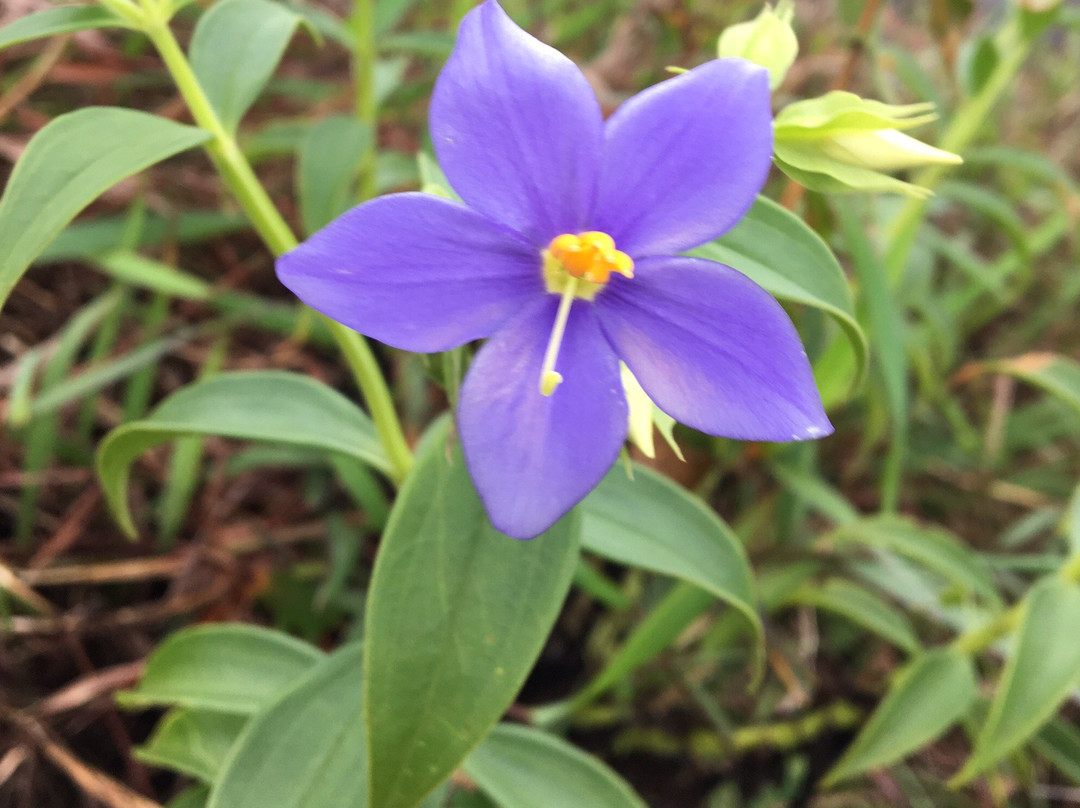 Thambapanni Travel Company-锡吉里亚必去景点