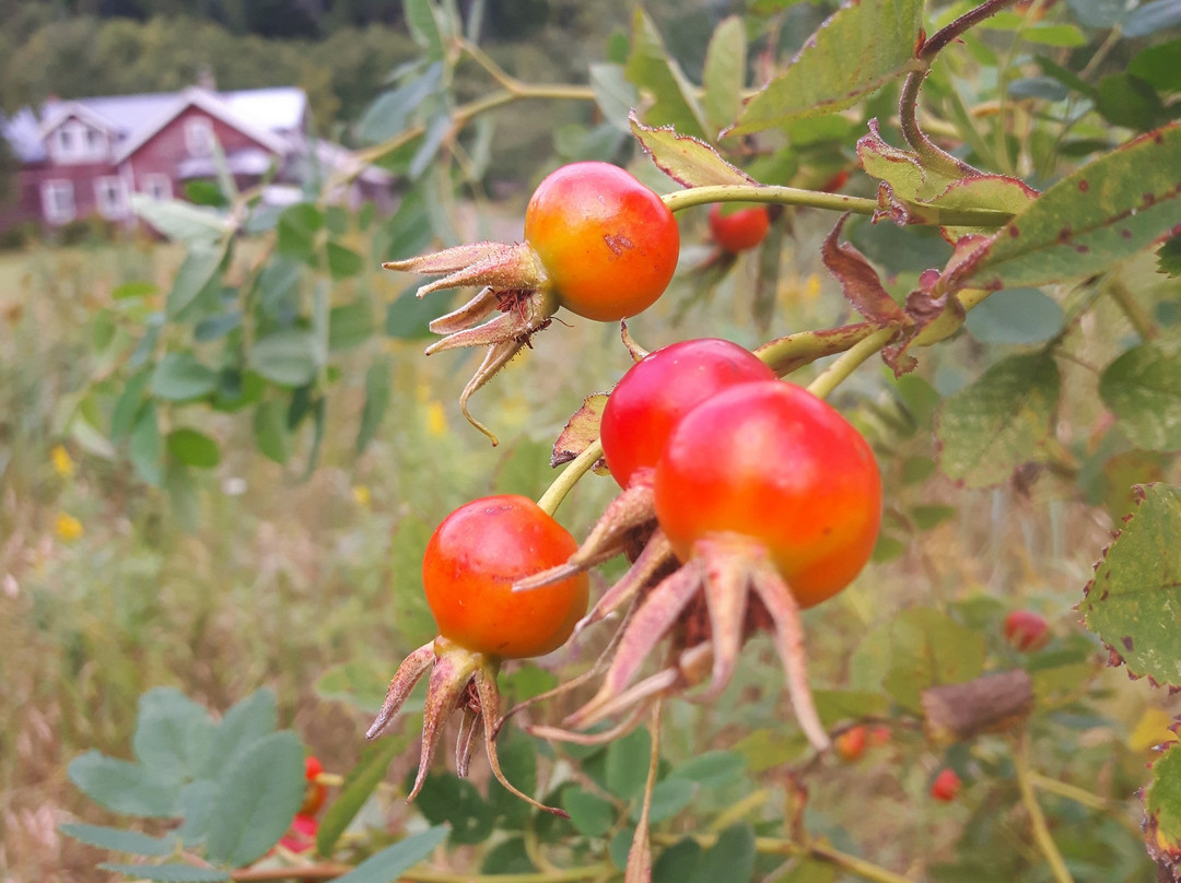 Tallheo Cannery Guest House主图