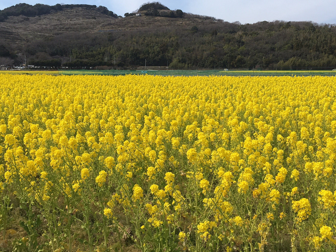 Ume Tree Parks-龙野市必去景点