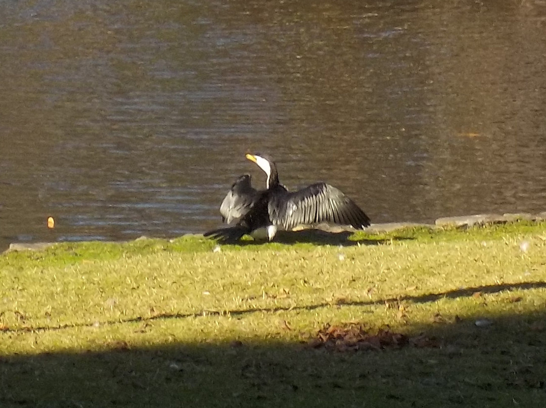Caulfield Park景点图片