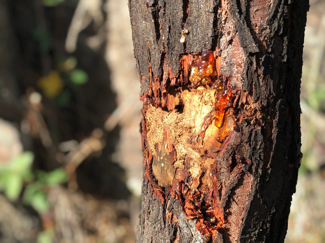 Lambie Gorge-Cooma必去景点