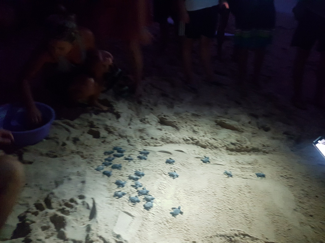 Plantation Surf Inn Midigama主图