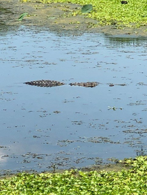 Cullinan Park-舒格兰必去景点