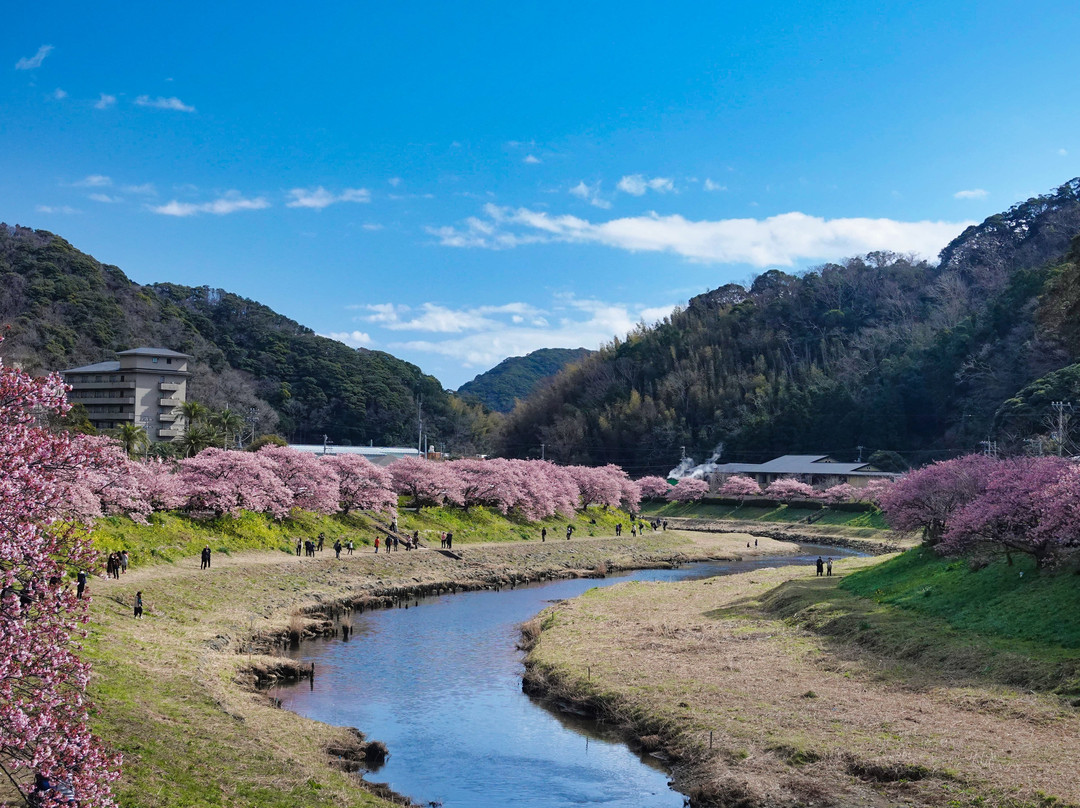 Minamino Cherry Blossom and Nanohana Festival-南伊豆町必去景点
