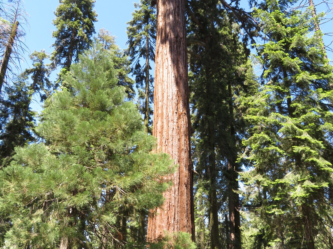 Big Trees Trail-红杉&国王峡谷国家公园必去景点