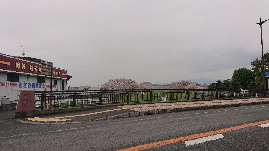 Sakura Trees along Kusaba River景点图片