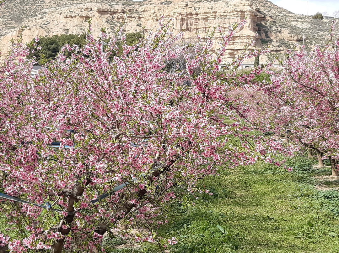 Fruiturisme-Aitona必去景点