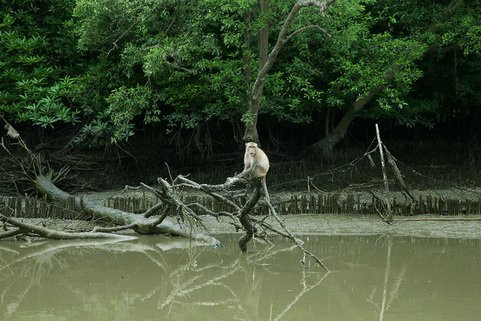 Klong Kone Mangrove Forest-夜功必去景点