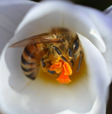 Nyhagens Tradgard-Lekvad必去景点