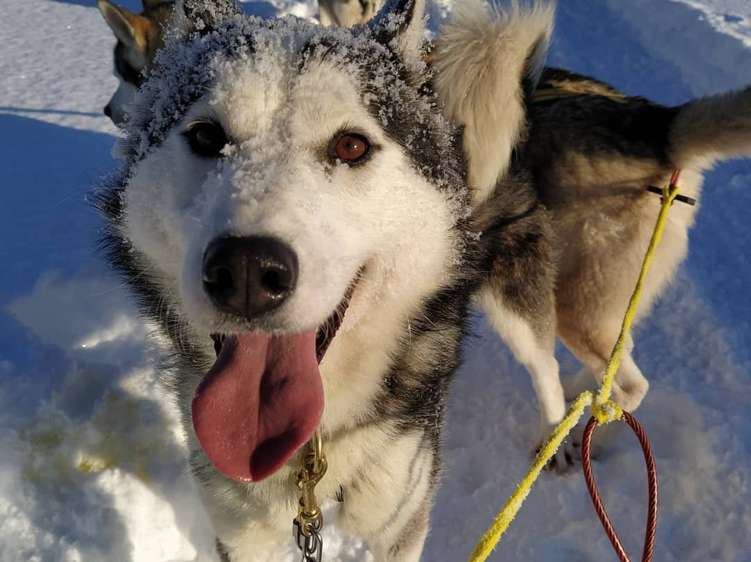 Senja Husky Adventure-Senja必去景点