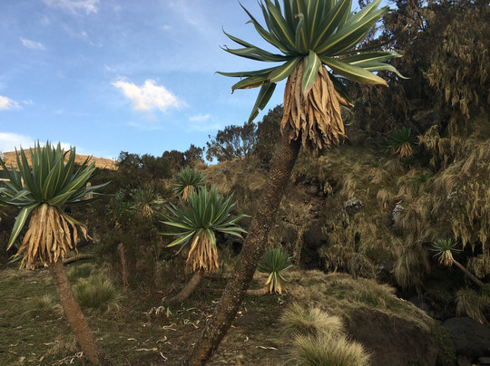 Simien Adventure Tours-贡德尔必去景点