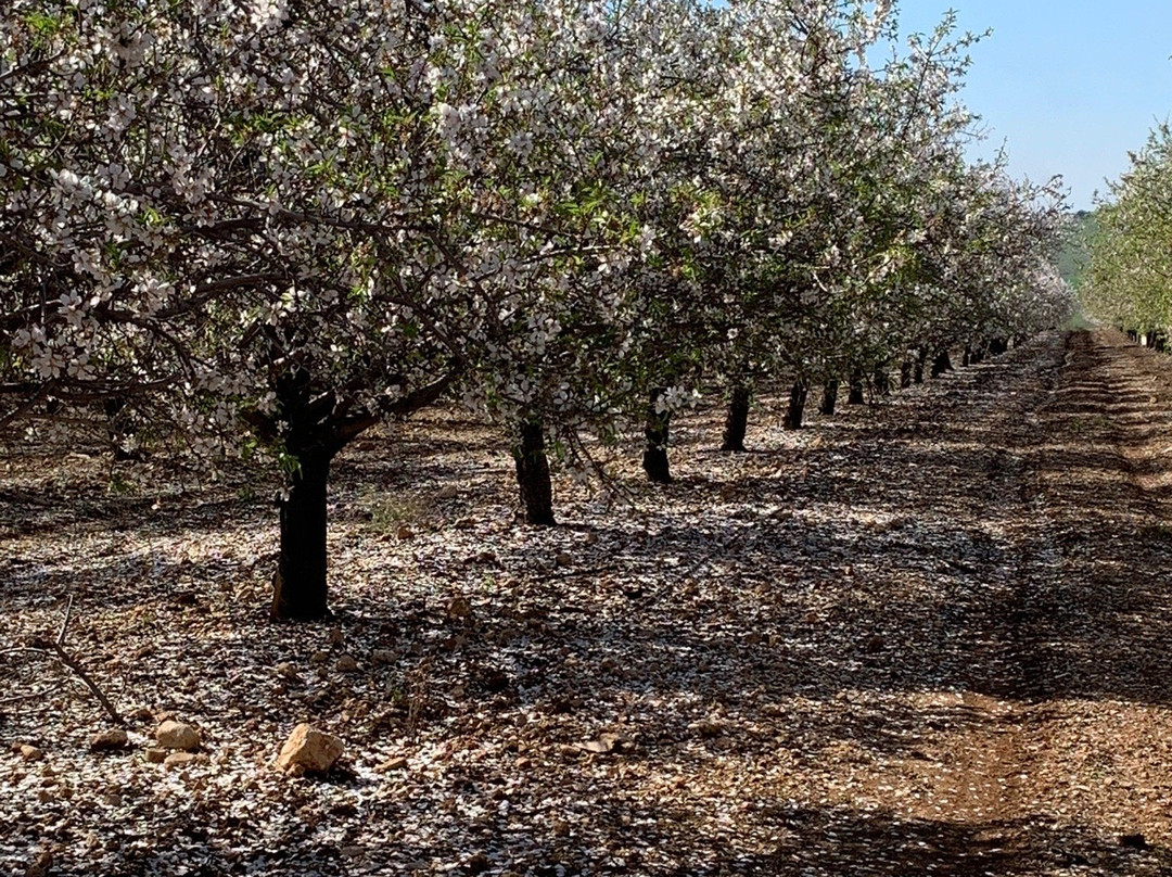 Emmaus Nicopolis-Latrun必去景点