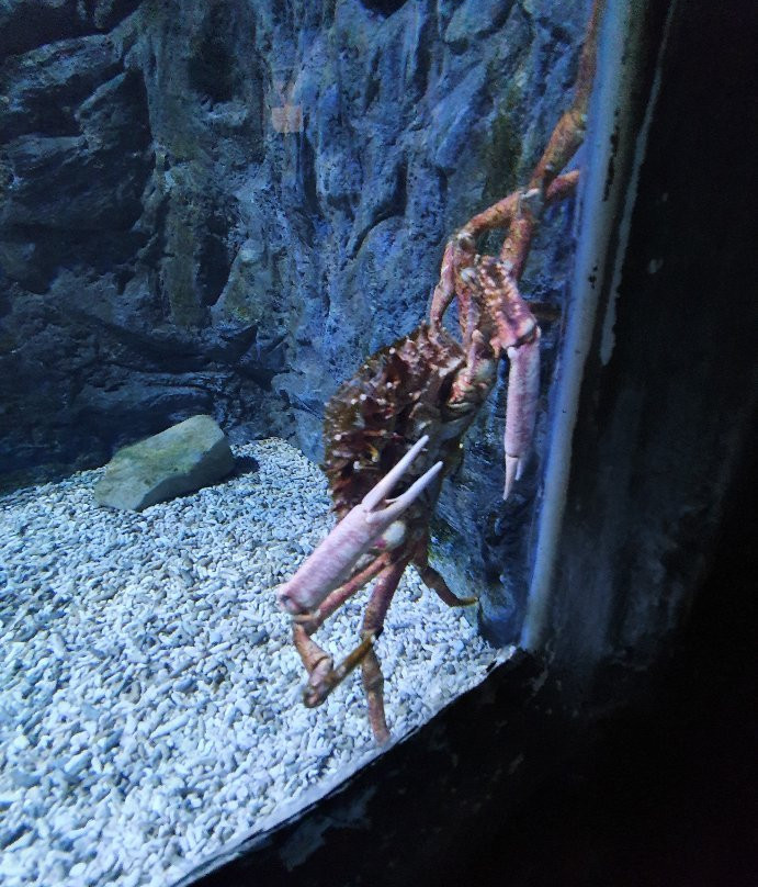 National Sea Life Centre-布瑞必去景点