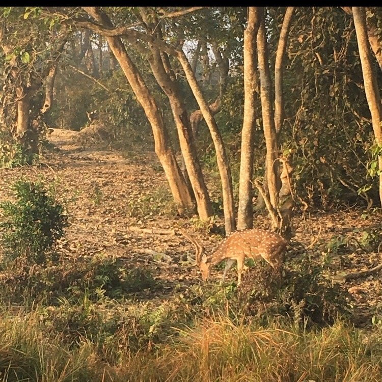 Kishanpur Sanctuary景点图片