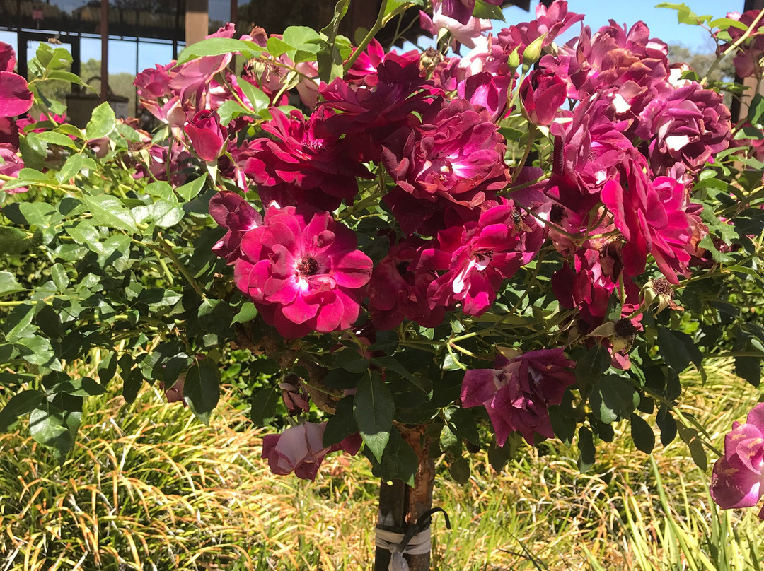 Sandalford Wines Margaret River景点图片