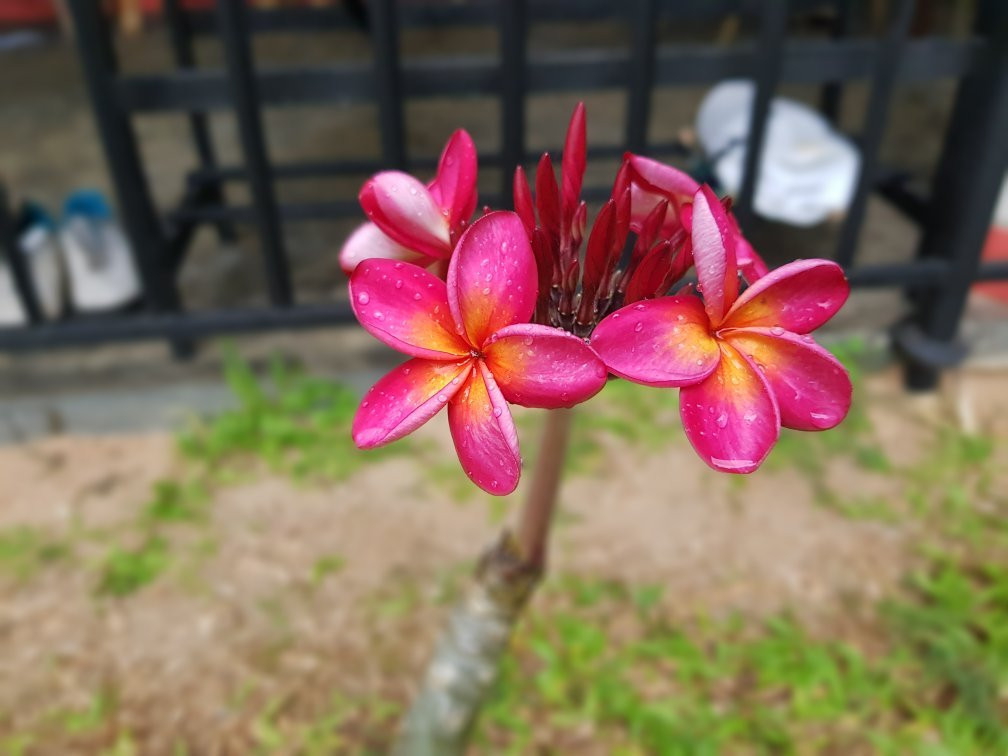 加埃塔诺别墅主图