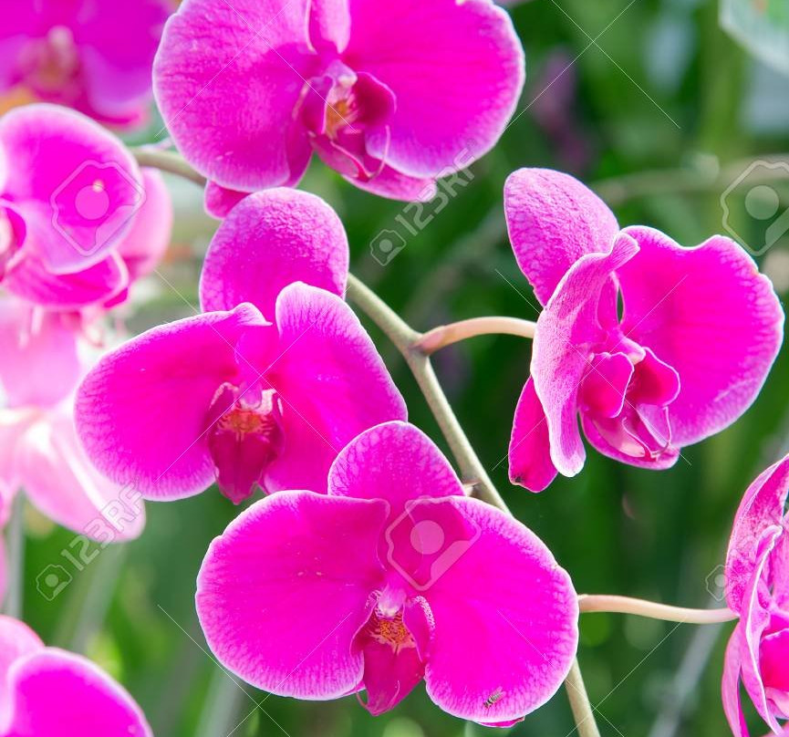 巨人的沉睡花园-纳迪市必去景点