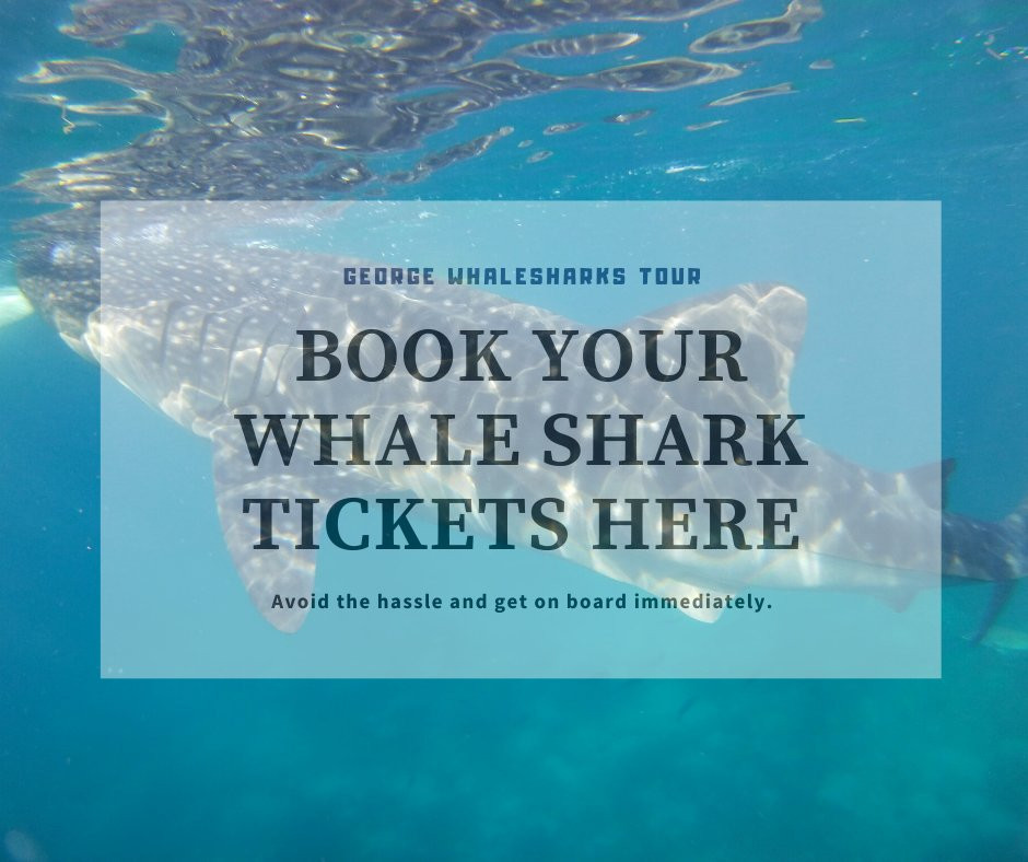 George Whalesharks Tour Services-奥斯洛布必去景点