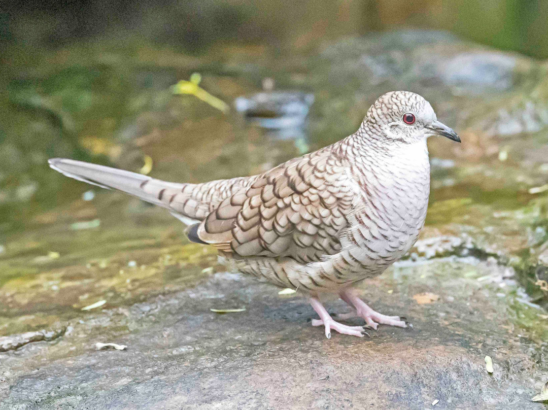 National Butterfly Center-Mission必去景点