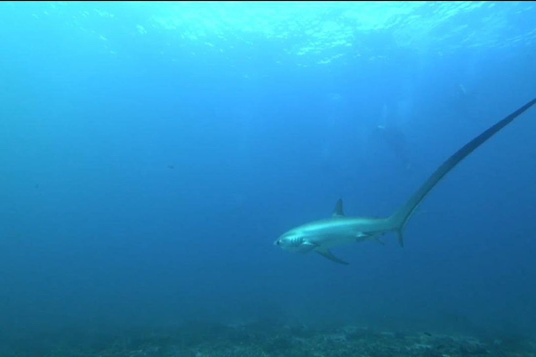 Dan's Dives Malapascua-妈妈拍丝瓜岛必去景点