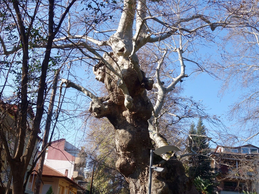 Traditional Street Varosi-埃泽萨必去景点