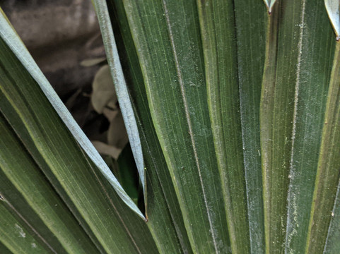 Petite Petal-坎贝尔必去景点