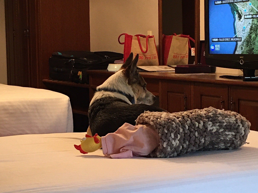 旧阿德莱德优质酒店主图