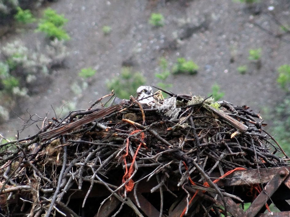 The Old Suspension Bridge-Lillooet必去景点