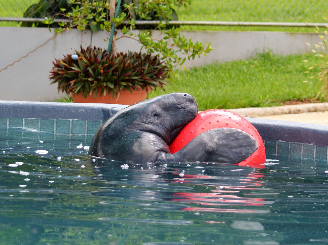 Centro de Conservación de Manatíes de Puerto Rico-Bayamon必去景点