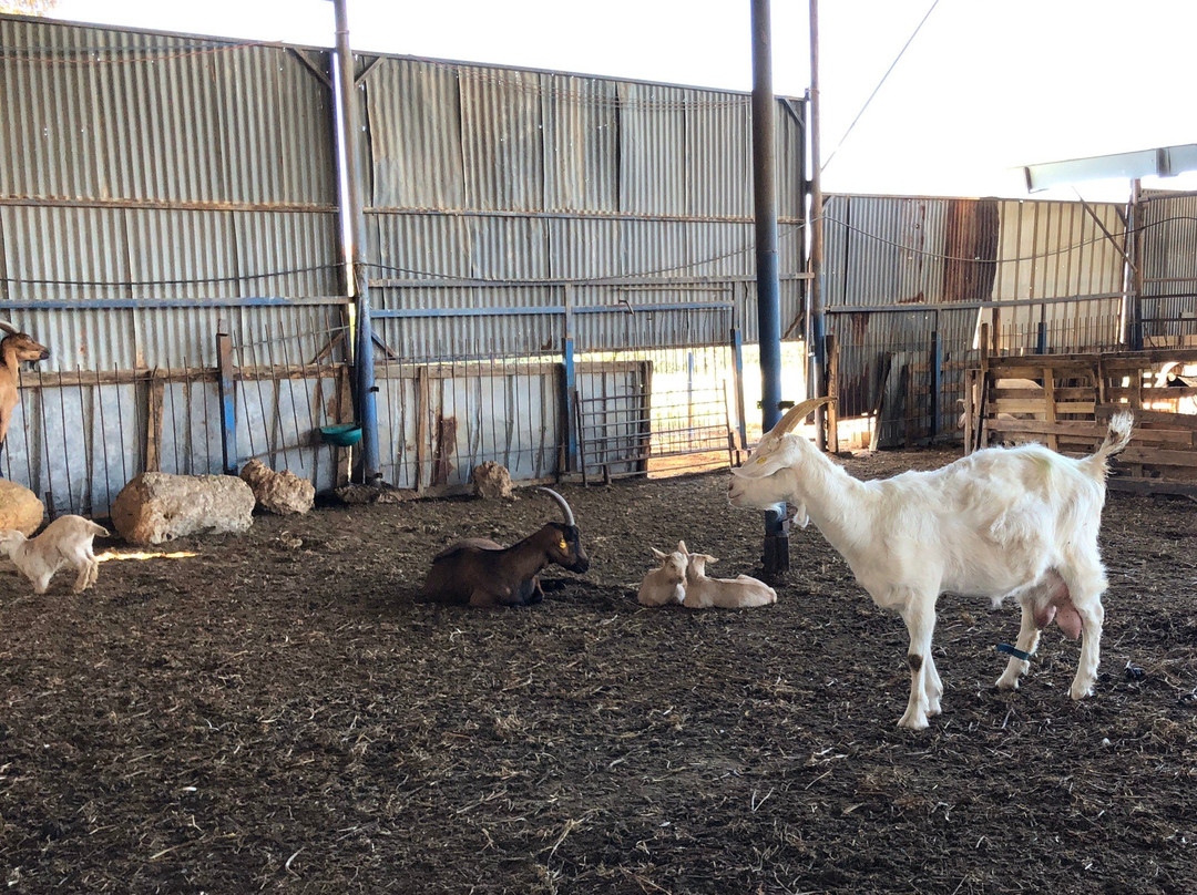 Iza Pziza Dairy-Tal Shahar必去景点