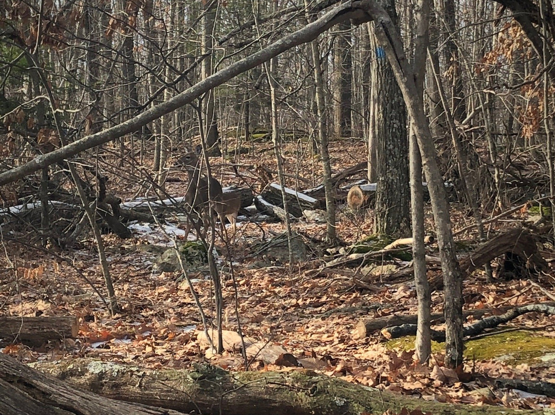 Bear Mountain Reservation-丹伯里必去景点