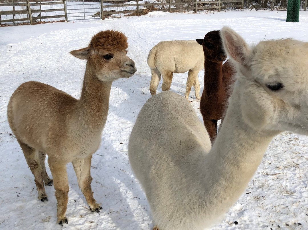 Harvard Alpaca Ranch-Harvard必去景点