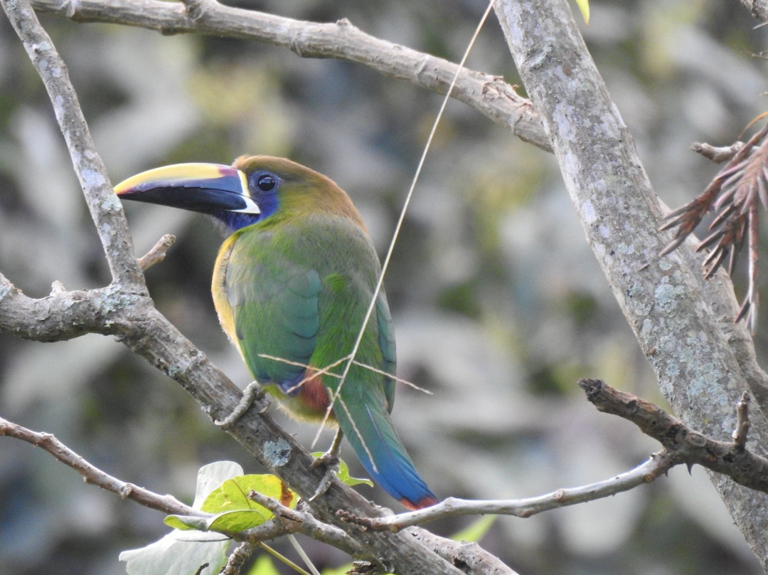 Hotel de Montana El Pelicano主图