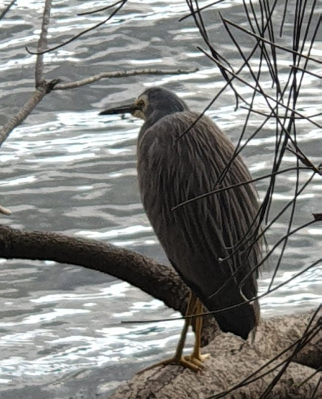 Narrabeen Lagoon State Park景点图片