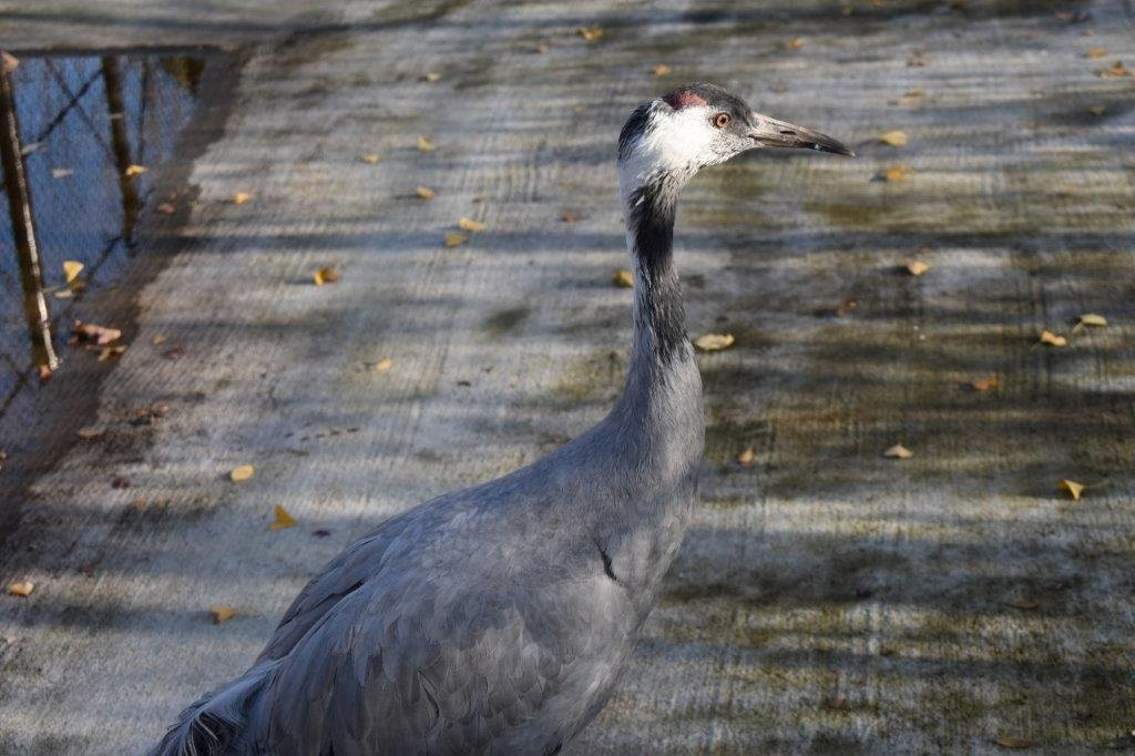 Showa Park-昭岛市必去景点
